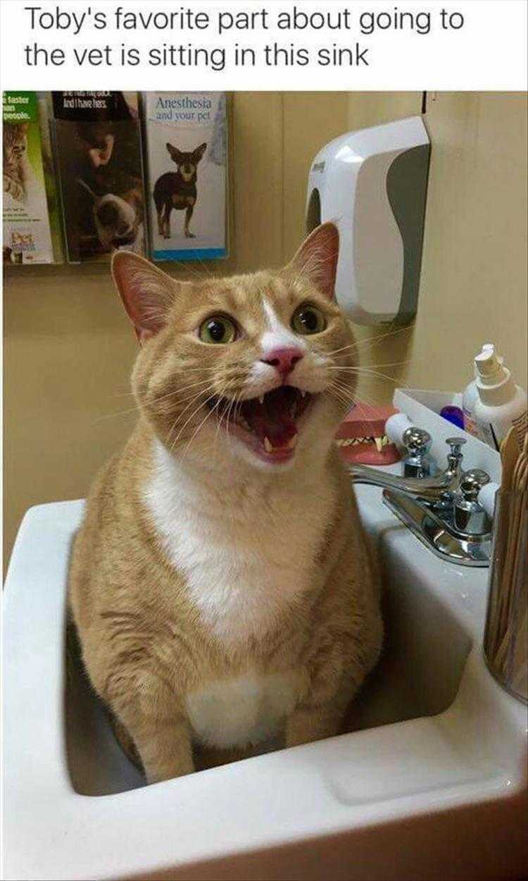 Funny Pictures With Captions - Favorite Sink