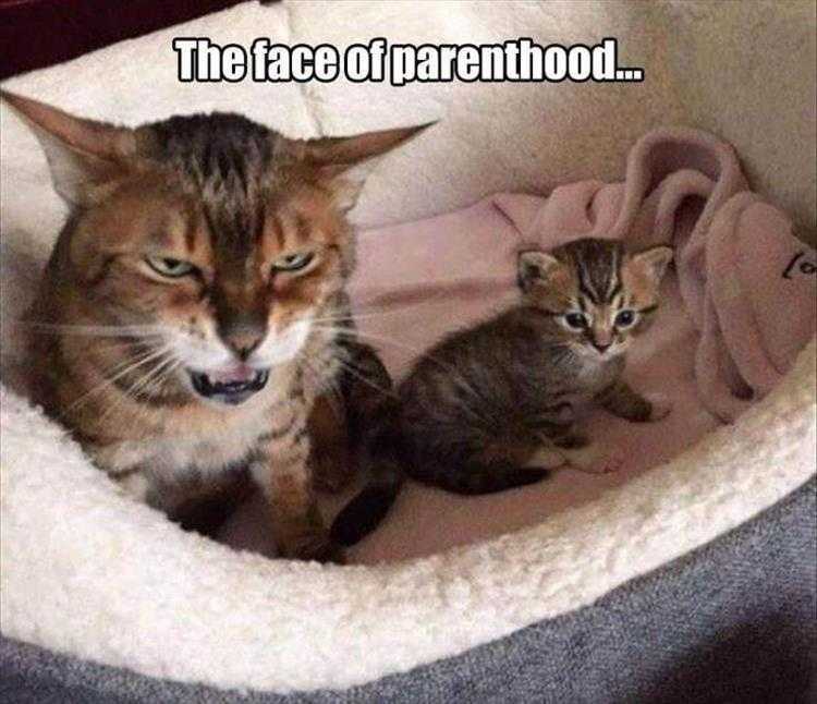 Funny Pictures With Captions - Parents Know Too Well