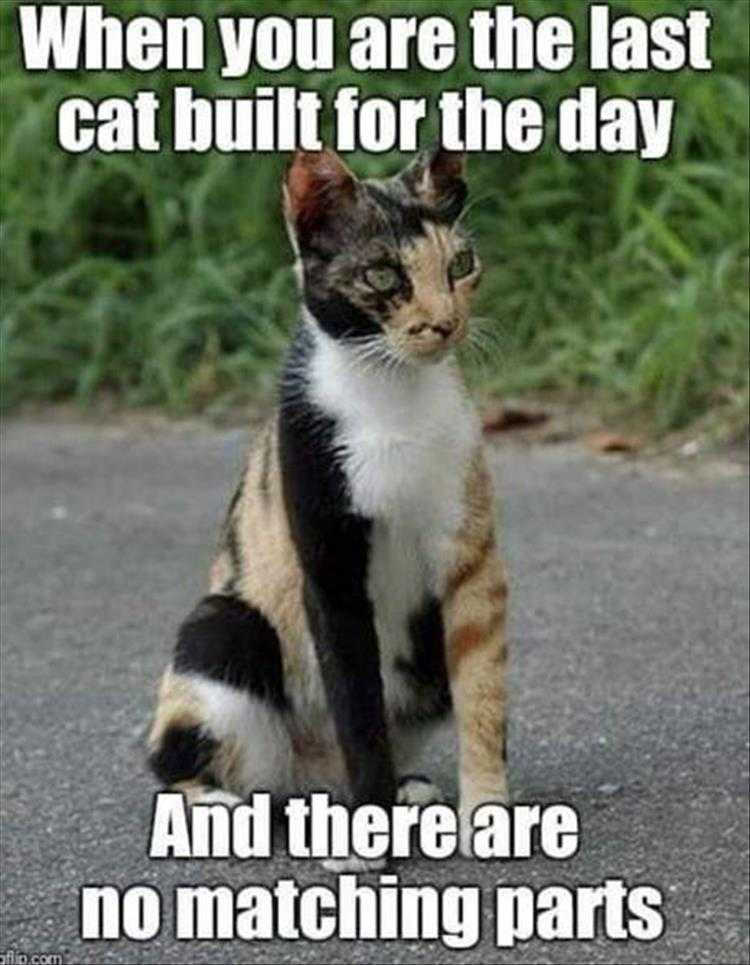 Funny Pictures With Captions - Junkyard Cat