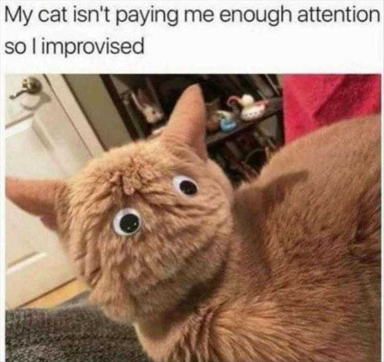 Funny Pictures With Caption - Googly Eyes On Cat