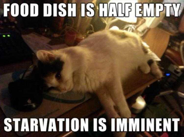 Funny Cat Picture With Caption - Outlook Not Good