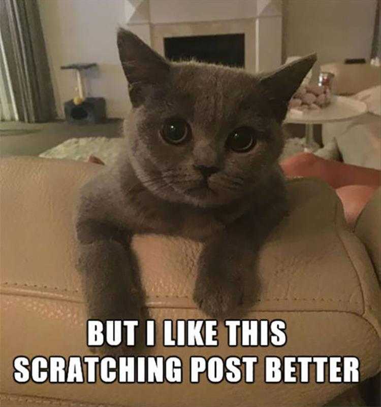 Funny Cat Pictures With Caption - Leather Scratch Post