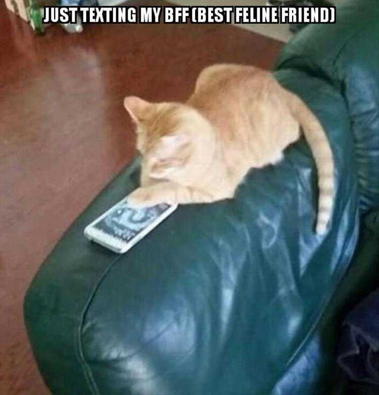 Funny Cat Picture With Caption - Keeping In Touch