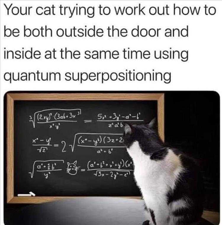 Funny Cat Picture With Caption - Schrodinger's Cat