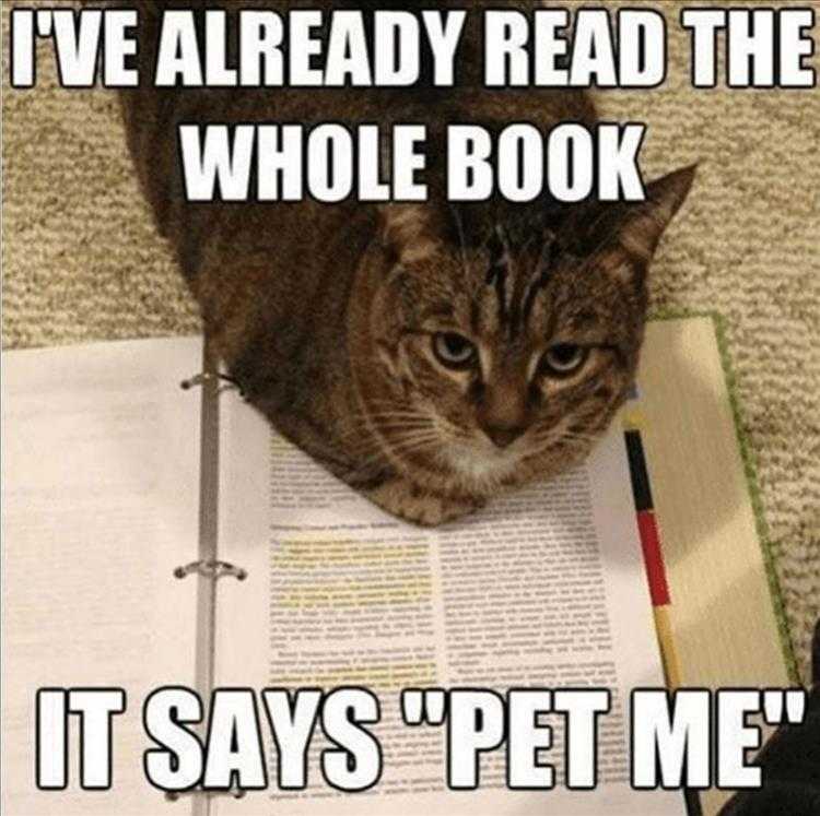 Funny Cat Pictures With Funny Caption - Pet Me