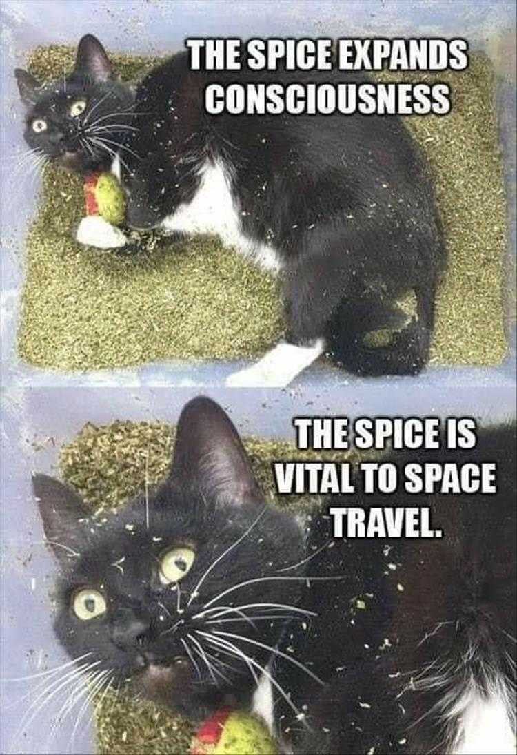 Funny Cat Pictures With Funny Captions - I See The Light