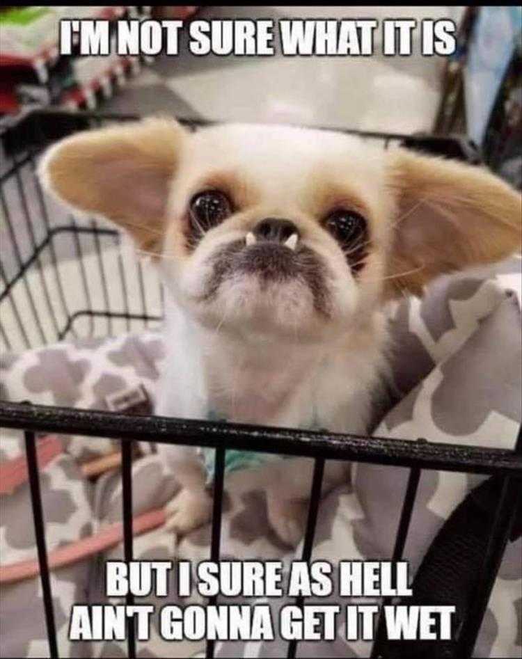 Funny Cat Pictures With Funny Caption - Not Sure