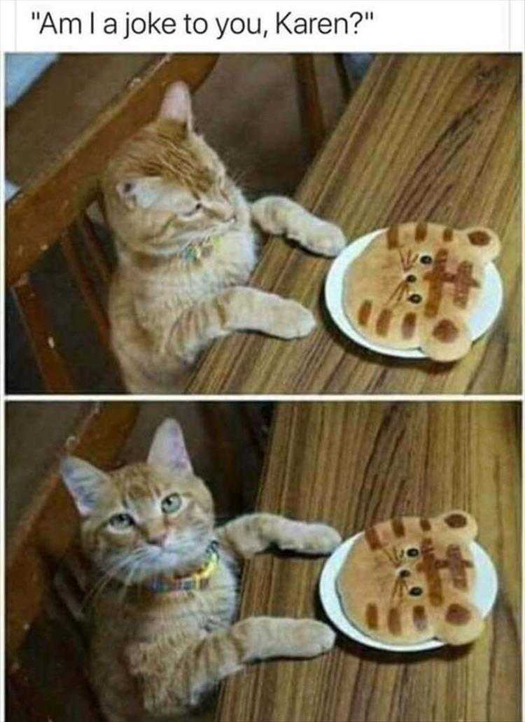 Funny Cat Pictures With Funny Caption - Not Funny