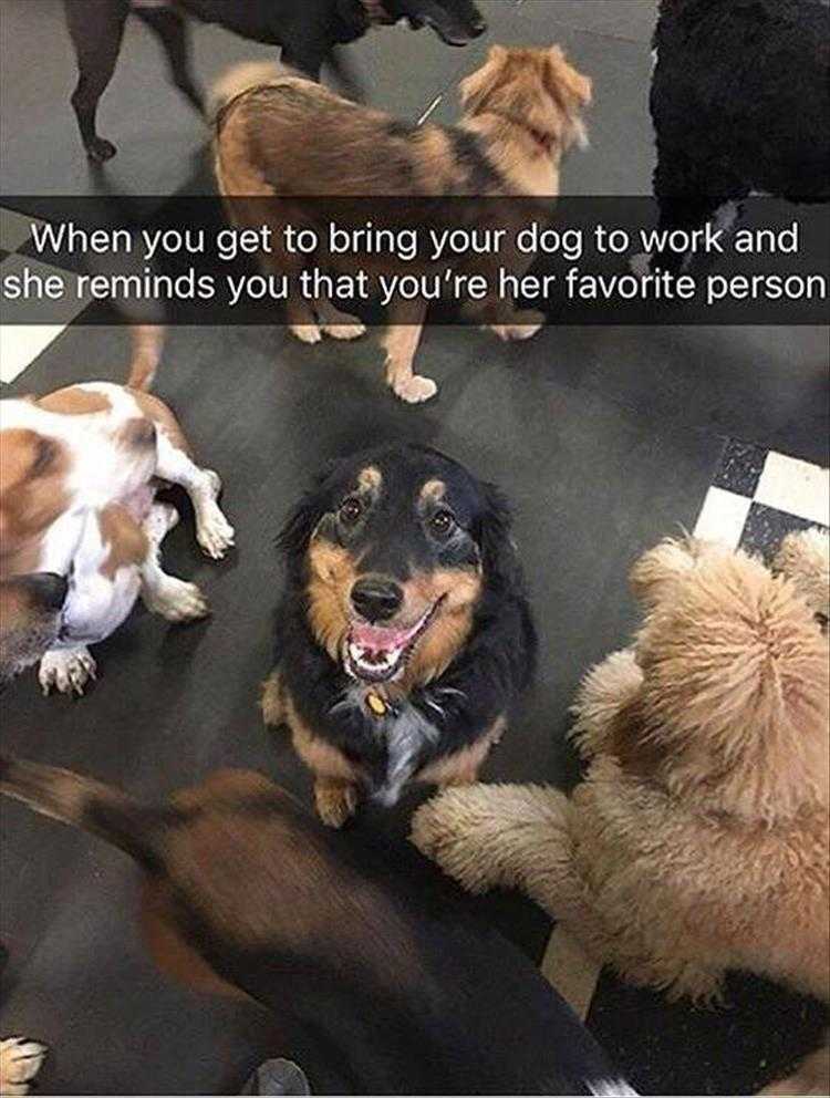Funny Dog Pictures With Funny Caption - Favorites