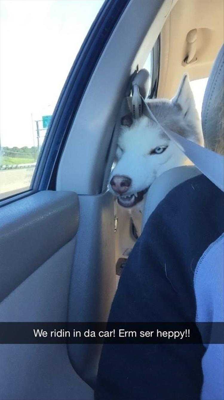 Funny Pictures With Funny Caption - Car Ride