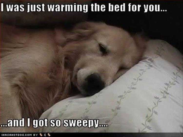 Funny Pictures With Funny Caption - Sweepy