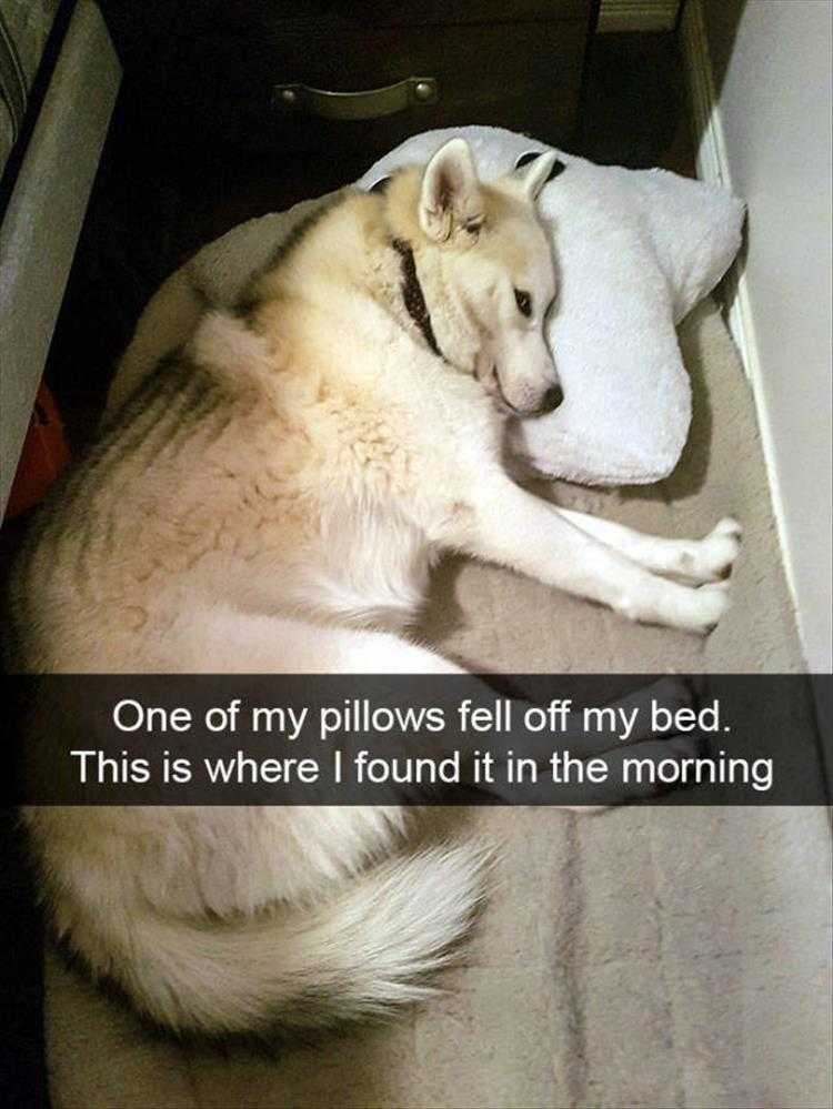 Funny Pictures With Funny Caption - Fallen Pillow