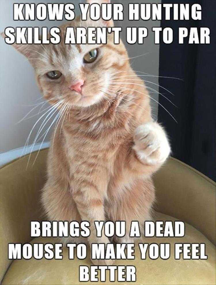 Funny Pictures With Funny Caption - Offering