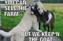 Lol Animal Memes  Best Friends