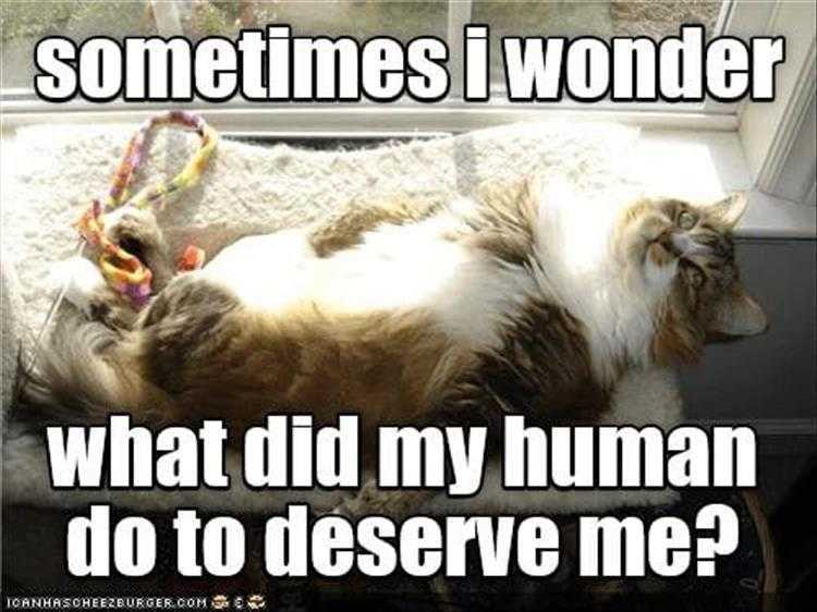 Top 20 Funny Pet Photos Of The Day