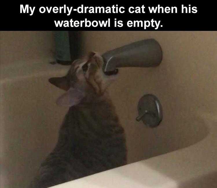 Funny Animal Pics Memes  Drama Queen