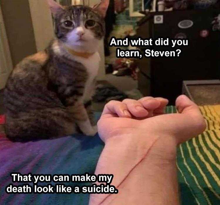 Funny Animal Pics Memes  Cat Threat