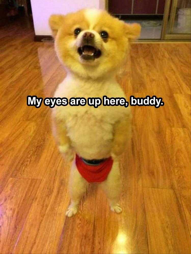 Funny Animal Pics Meme  Eyes Up Here