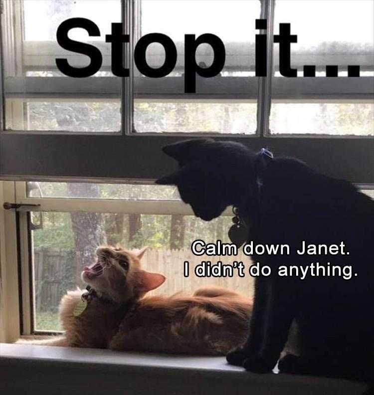 Funny Animal Pics Meme  Stop