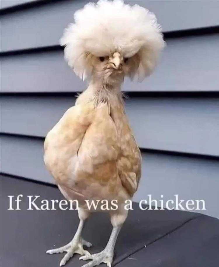 Funny Animal Pics Meme  Karen Chicken