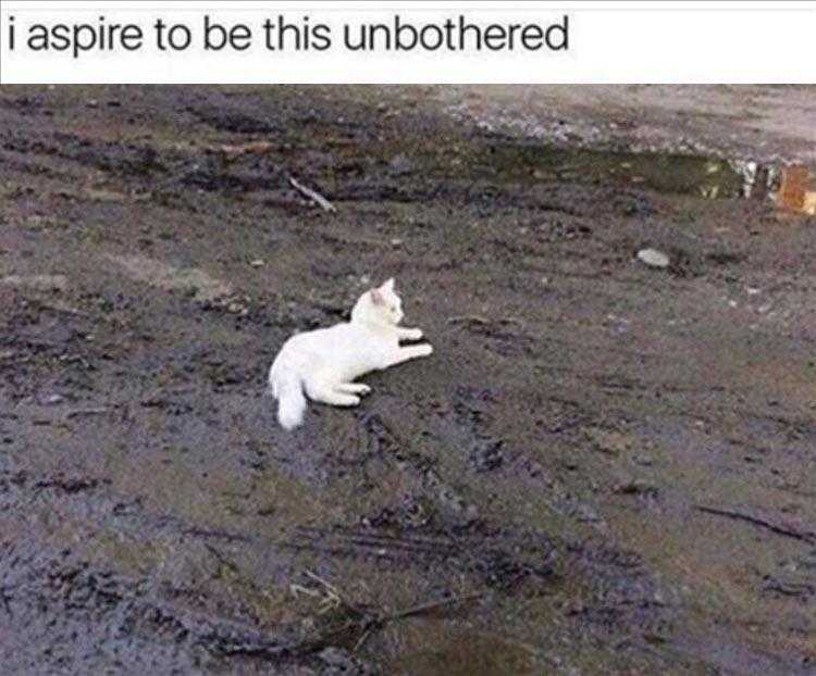 Funny Animal Pic Memes  White Cat In Dirt