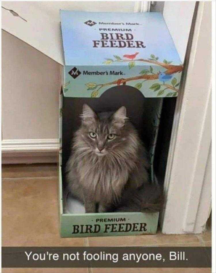 Funny Animal Pic Memes  Bird Feeder