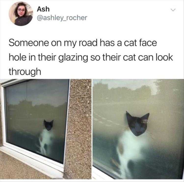 Funny Animal Pic Memes  Cat Face Hole