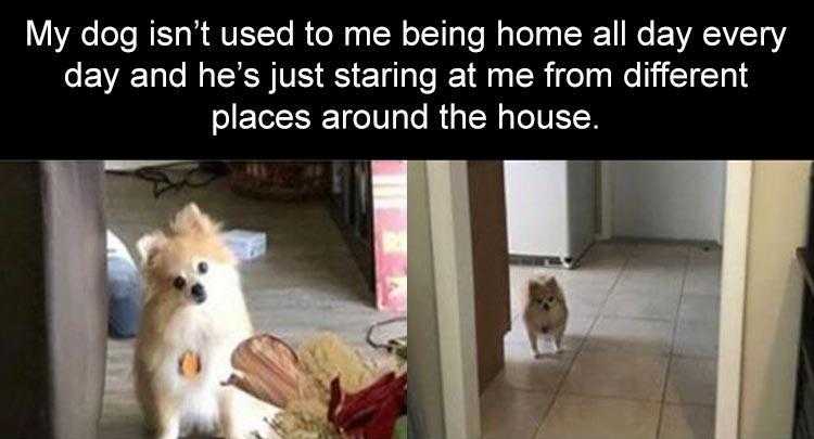 Funny Dog Pic Memes  Dog Curiousity