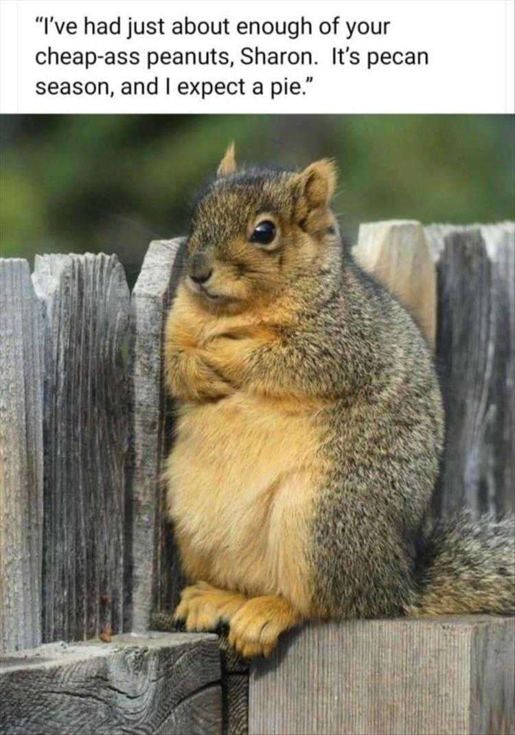 Funny Animal Pic Memes  Demanding Squirrel