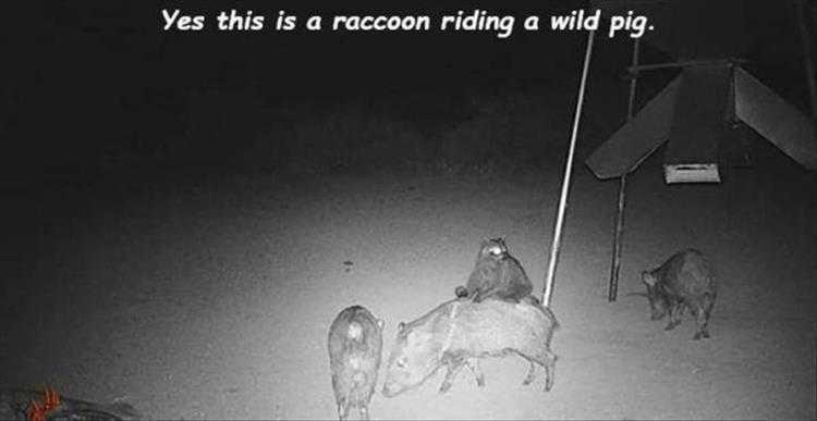 Funny Animal Pic Memes  Cowboy Raccoon