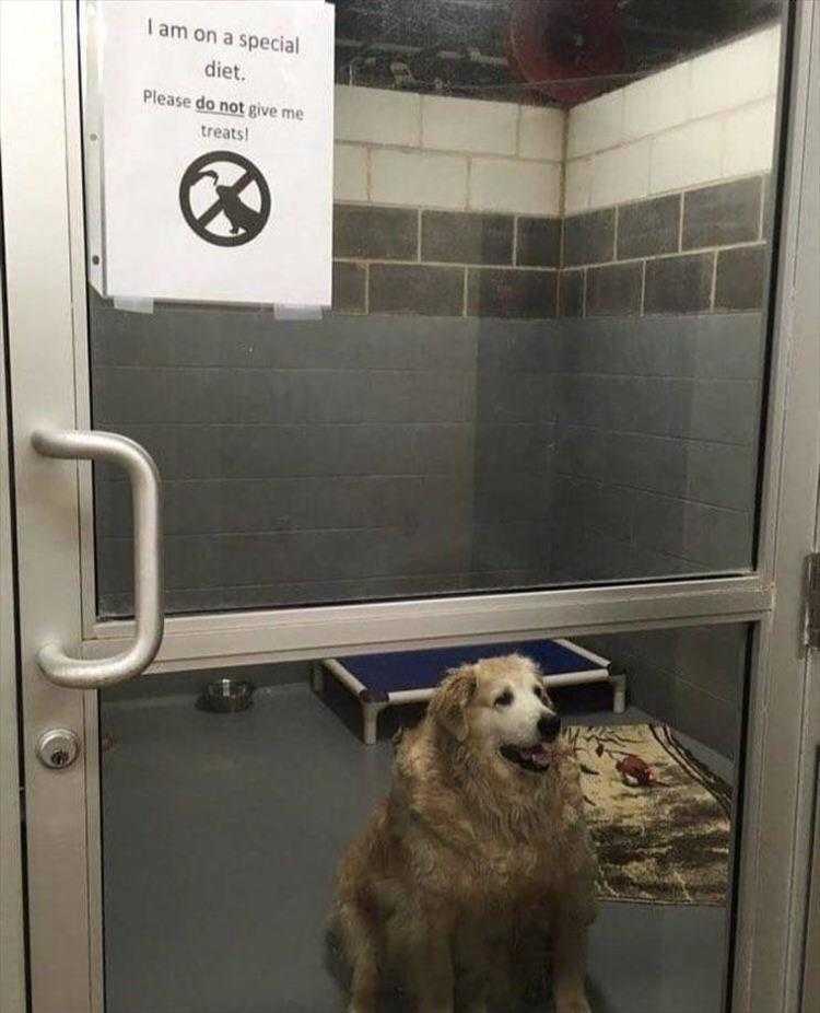 Funny Animal Pic Memes  Sign Was A Little Late