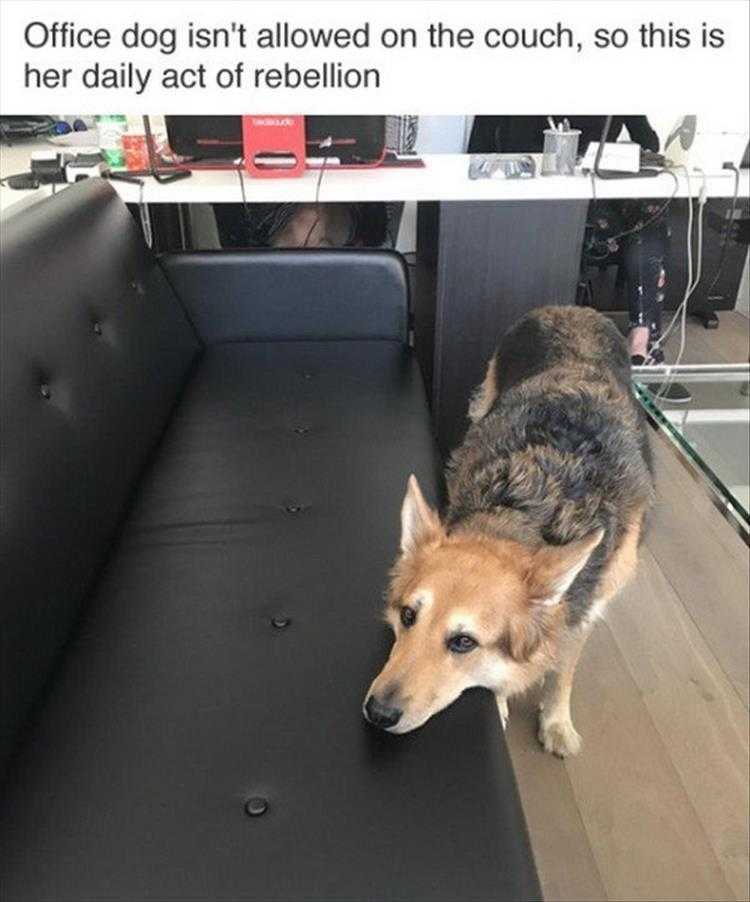 Funny Dog Pic Memes  Head Fake
