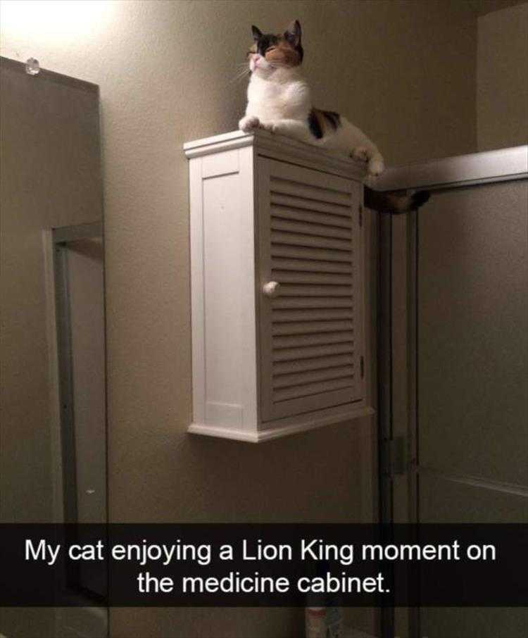 Funny Animal Pic Memes  The Lion King