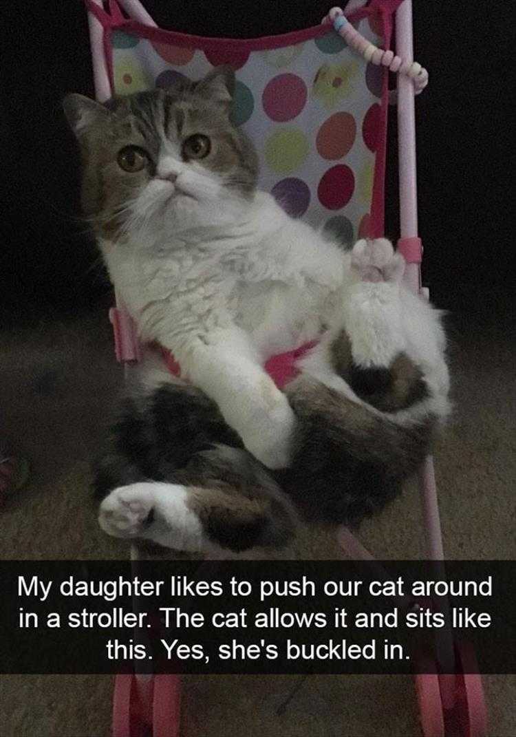 Funny Animal Pic Memes  Cat Stroller