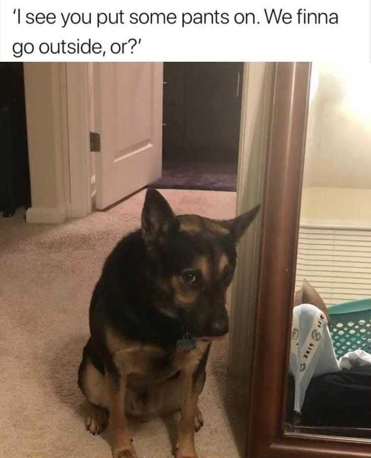 Funny Animal Pic Memes  Lets Go Out.