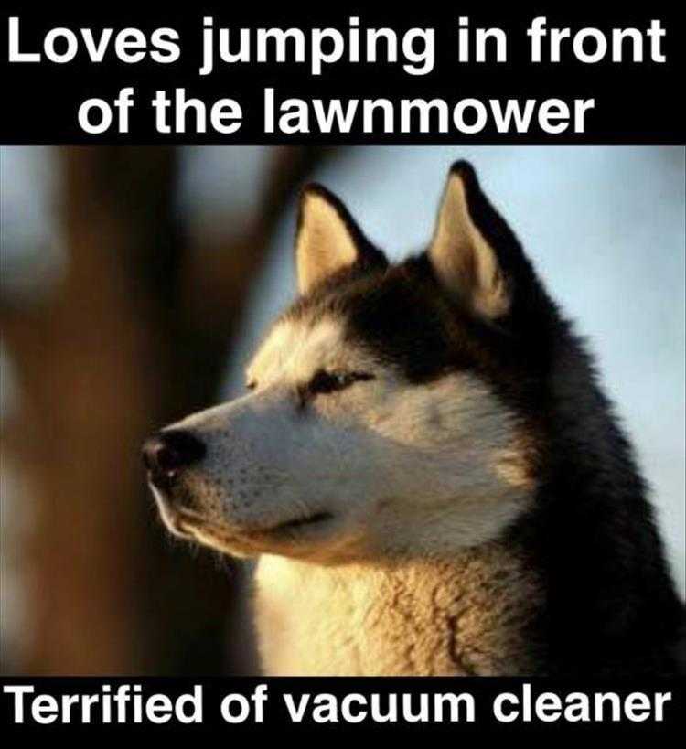 Funny Dog Pic Memes  Husky Dilemmas