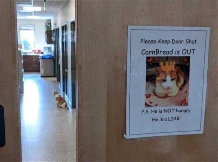Cute Pet Memes - Be Warned