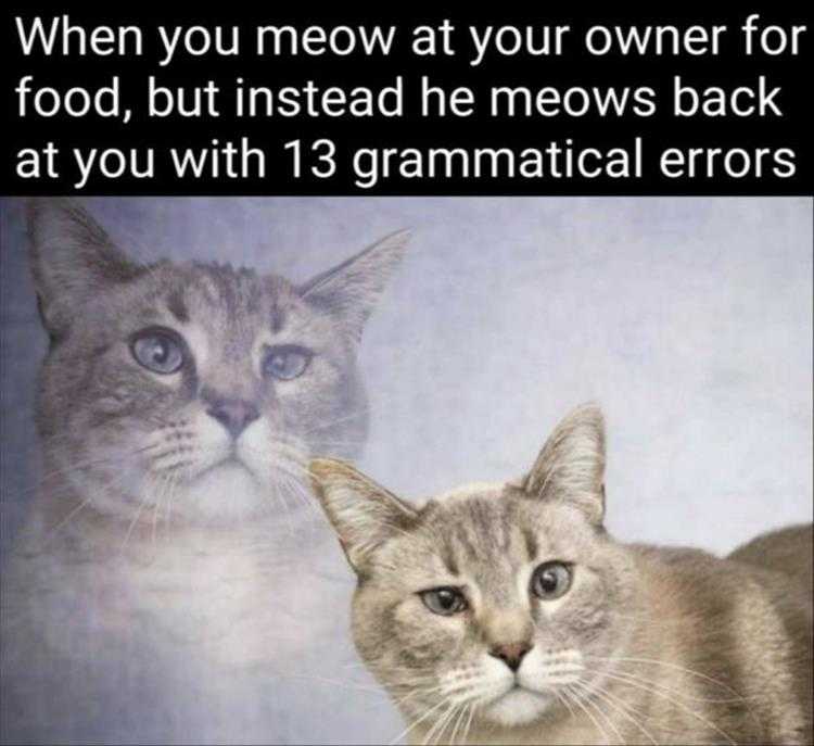 Cute Pet Memes - All I Said Was Food