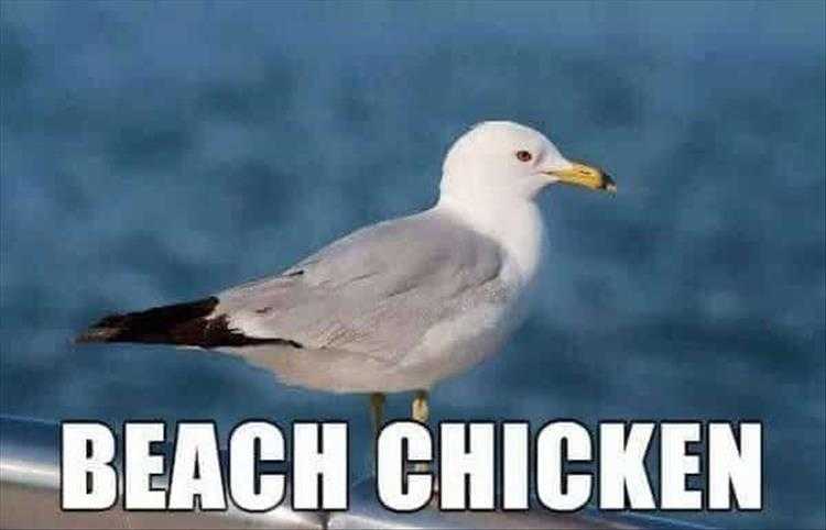 Cute Pet Memes - Beach Chicken