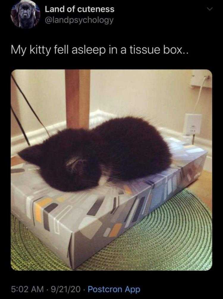 Cute Pet Memes - How Box Obsessions Start