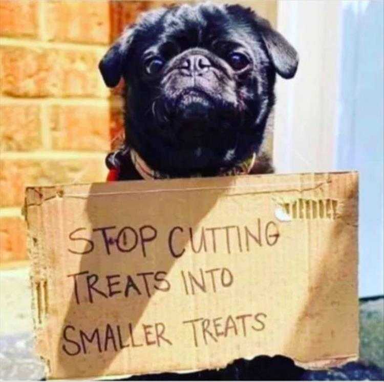Cute Pet Memes - We Can Tell