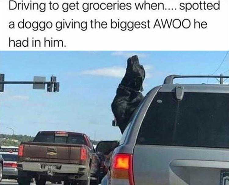 Cute Pet Memes - Howling At The Red Light!