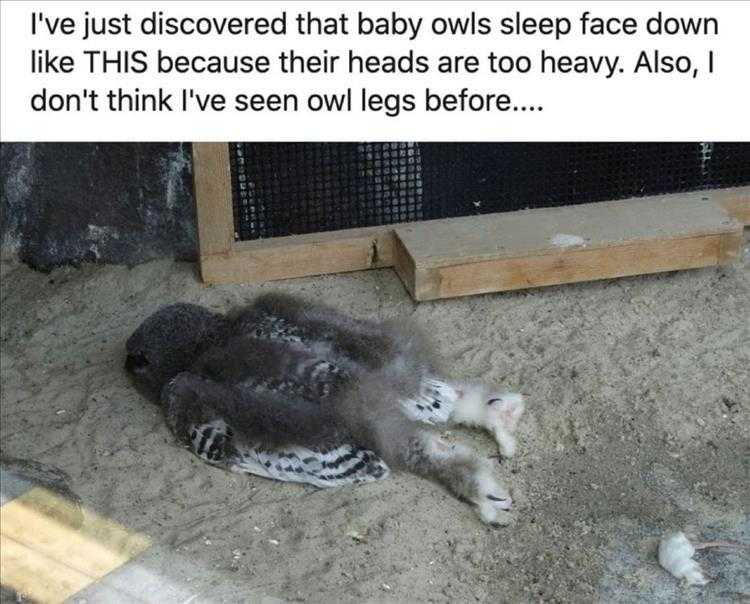 Cute Pet Memes - Drunk Baby Owls