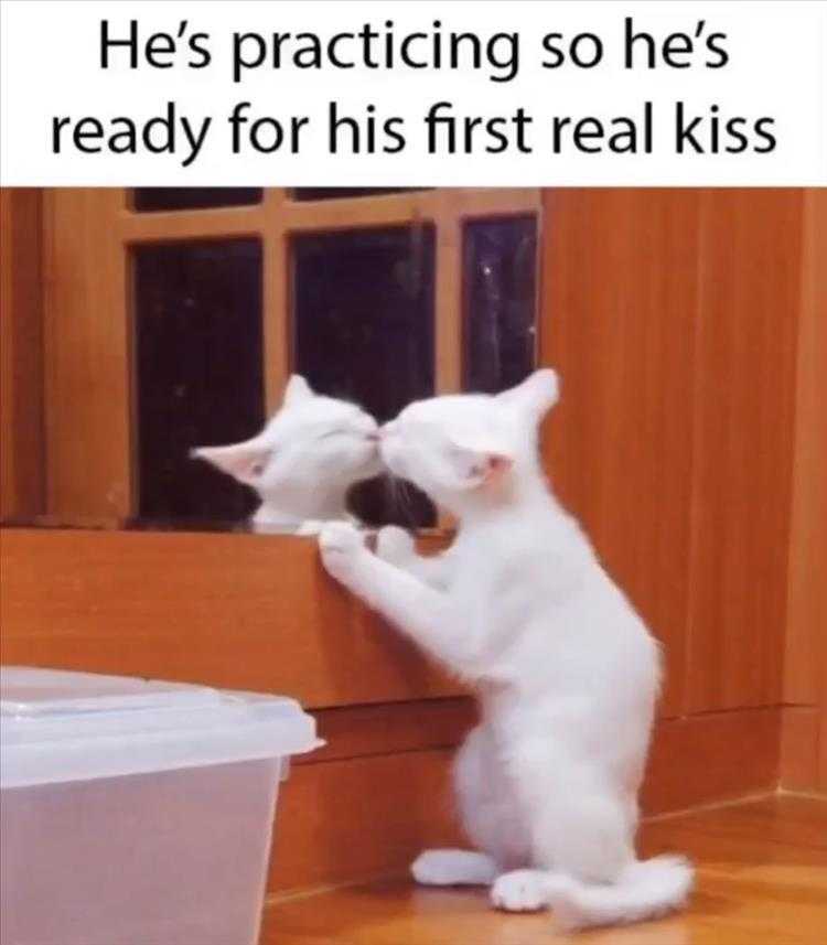 Cute Pet Memes - Practicing On The Mirror