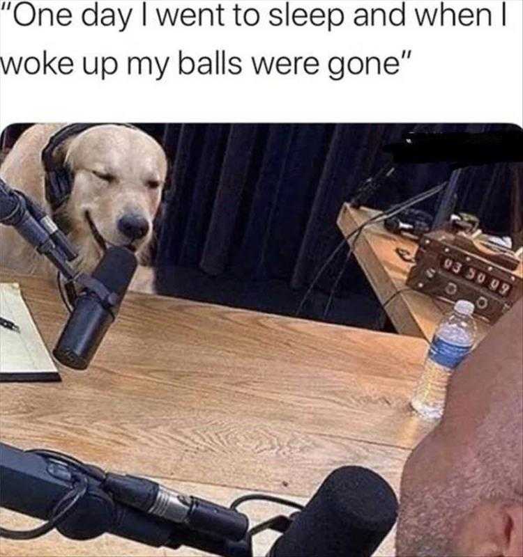 Cute Pet Memes - Just Like That
