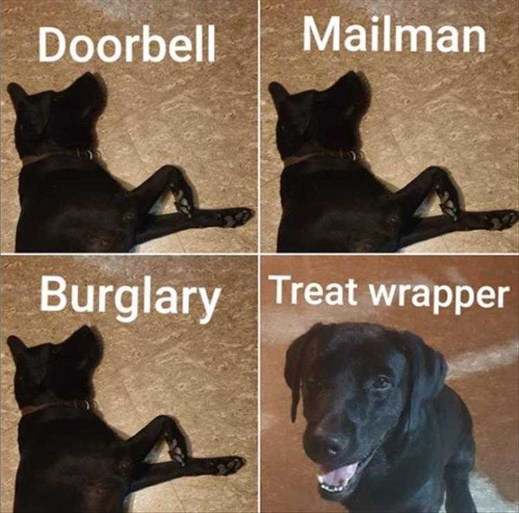 Cute Pet Memes - Guard Dog Not My Job...