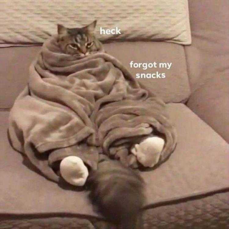 Cute Pet Memes - Didn't Think This One Through
