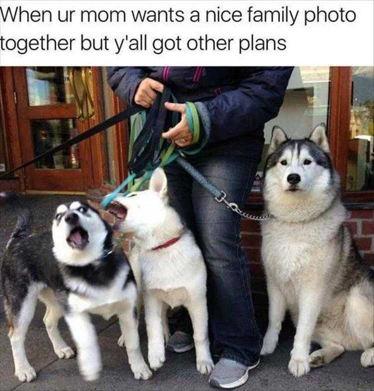 Cute Pet Memes - Family Photo Fails
