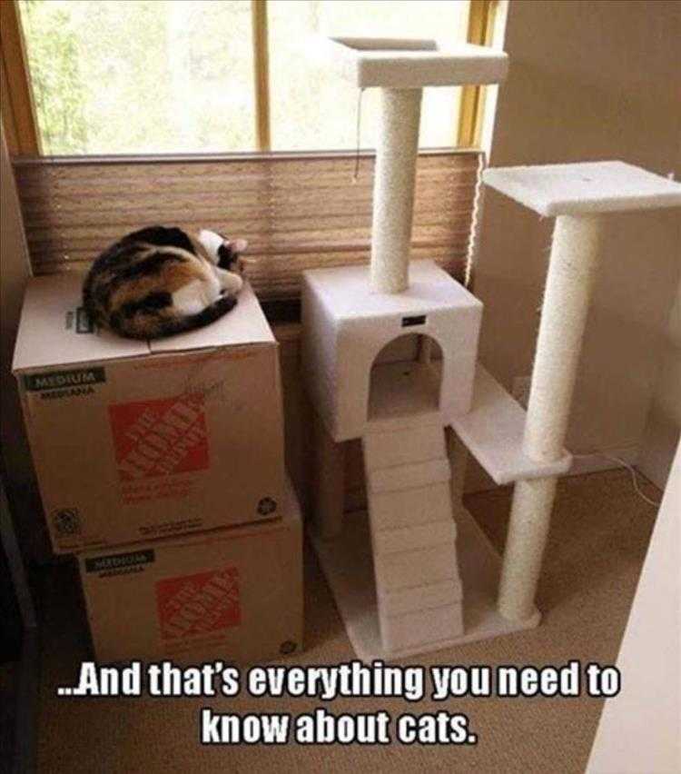 Funny Pet Memes With Captions  Cats