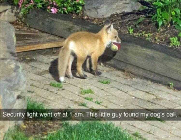 Funny Pet Memes With Captions  Foxy Visitor